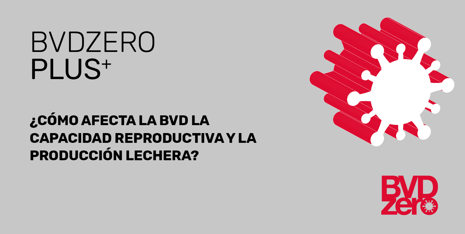 ¿Cómo afecta la BVD la capacidad reproductiva y la producción lechera?